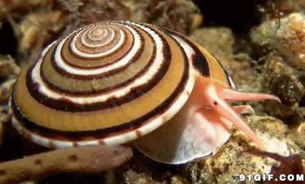 海底珍奇蜗牛动态图