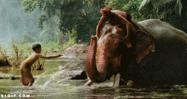 大象河边洗澡动态图片