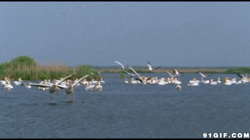 海鸟聚集江畔动态图片