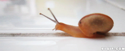 小小红蜗牛动态图片
