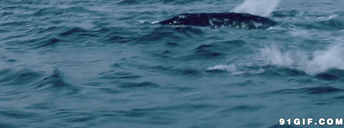 鲸鱼海洋潜水动态图片