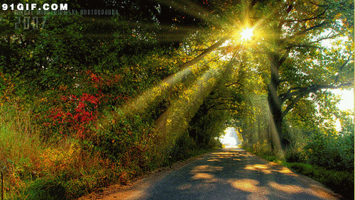 树林透射的阳光图片