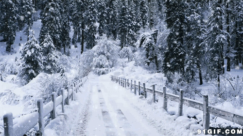 寒冬飘雪铺满林中小道图片