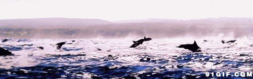 海豚QQ图片[60图]