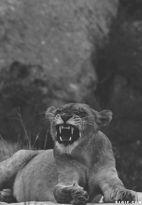 狮子张嘴怒吼图片