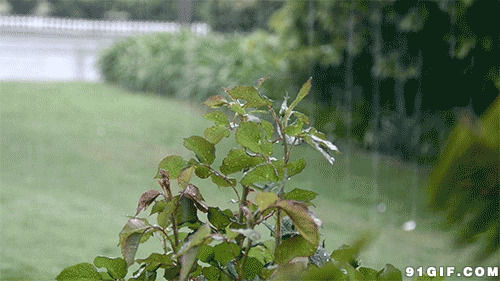 小雨滴打湿绿叶动态图