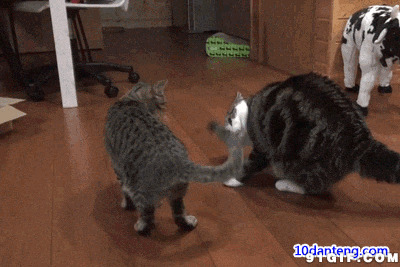 两只猫猫摇尾巴动态图