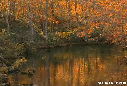 池塘边秋色风景图片