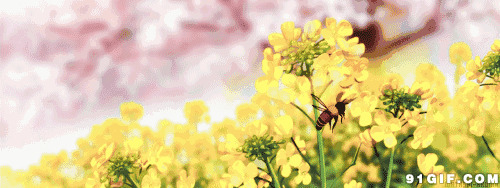 蜜蜂动态图片集[47图]