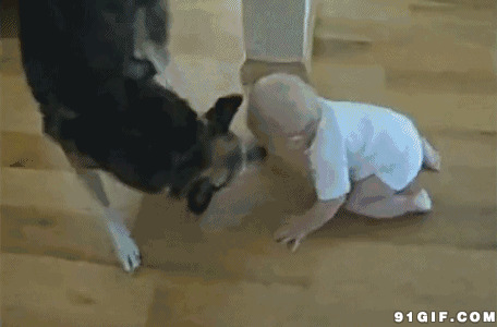 婴儿和狗狗