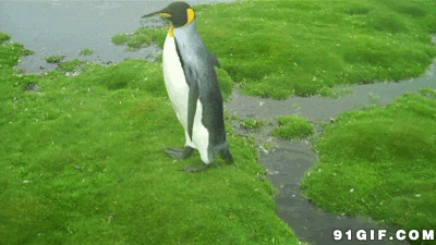 笨拙小企鹅跳过水沟动态图