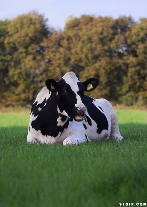 荷兰奶牛图片