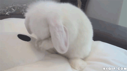 小白兔动态图片