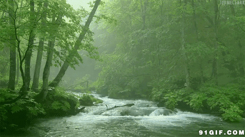 森林溪水图片