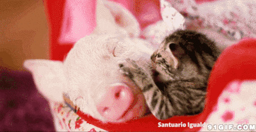 小猪和猫咪搞笑图片