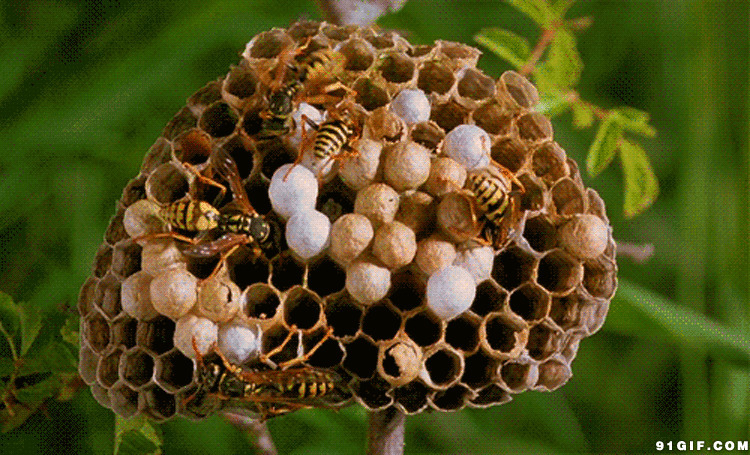 马蜂筑巢蜂窝动态图