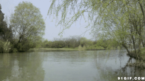 平静湖边柳树美景gif图