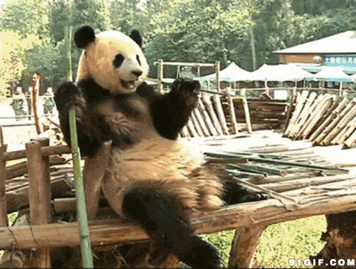 大熊猫吃竹子动态图