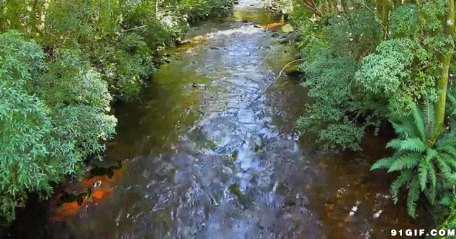 鱼儿小溪游动态图片