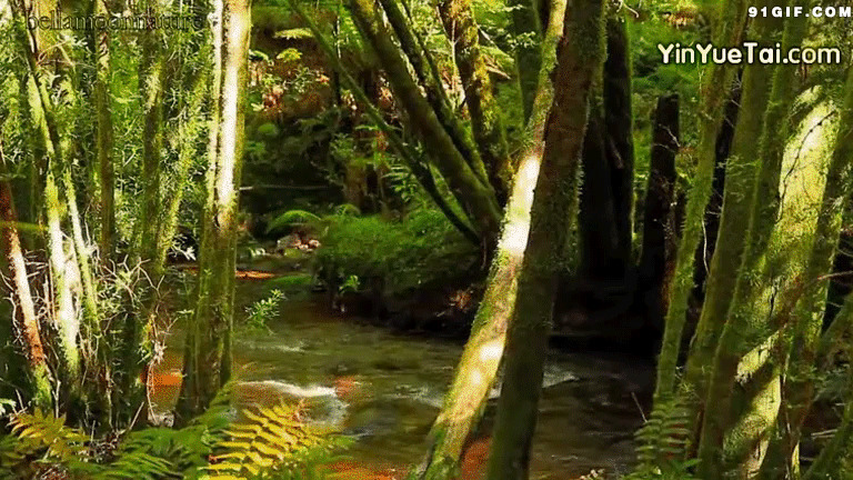 翠绿山林小溪流水图片