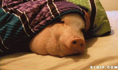 大白猪盖被睡觉动态图