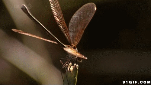 飞落的蜻蜓动态图片