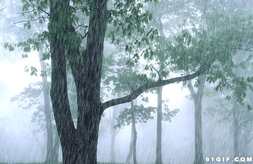 树林雨景gif图片
