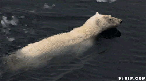 动物游泳过冰河闪图
