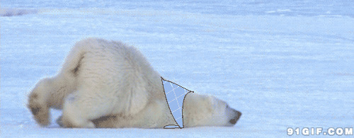 雪地超萌北极熊动态图