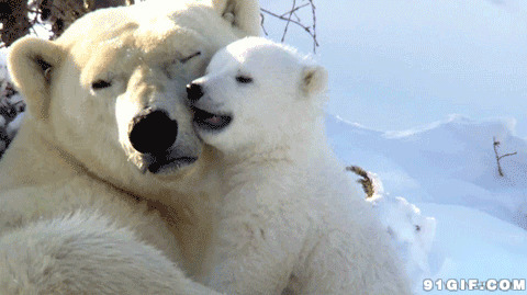 北极熊浓浓母子情闪图