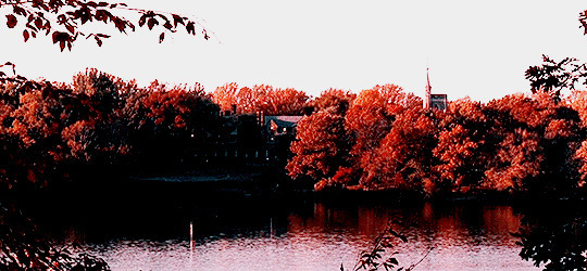 湖边红枫秋色唯美图片