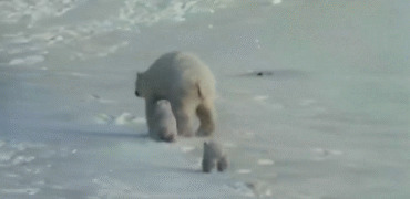 北极熊和它的宝宝gif图