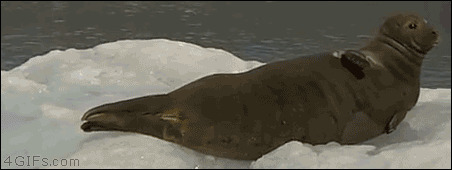 冰上大海豹动态图