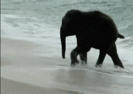 大象海中愉快玩耍闪图