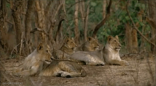 休息中的狮群gif图