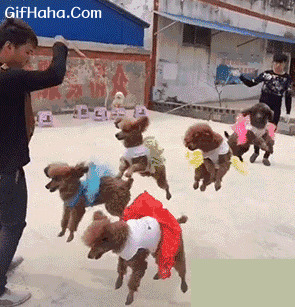 一群小狗跳绳搞笑图片
