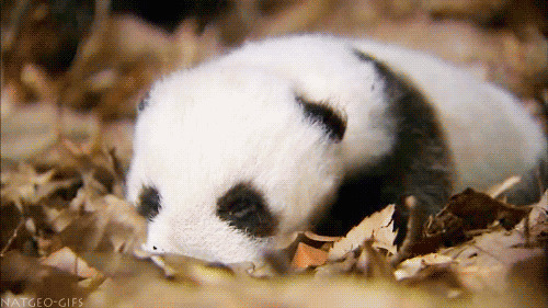 萌呆小熊猫瞌睡闪图