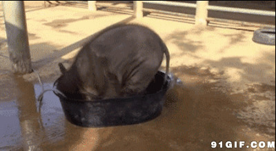小象水盆玩水gif图片