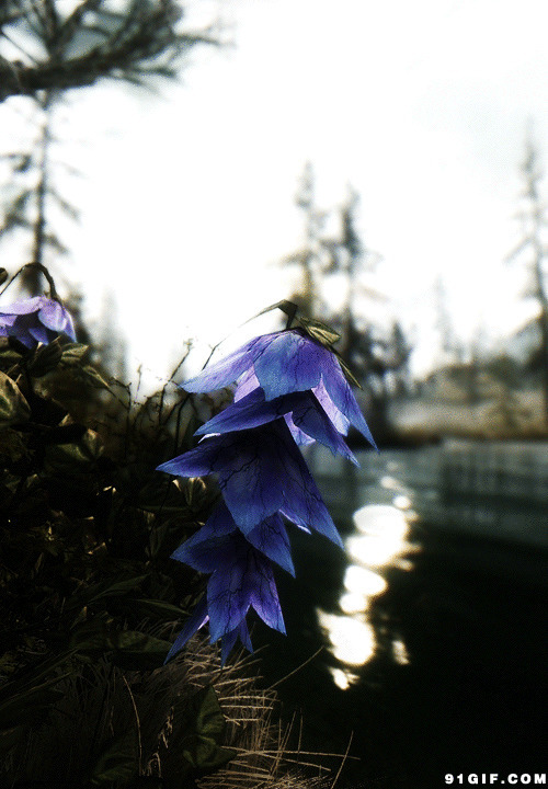 湖边紫色花gif图片