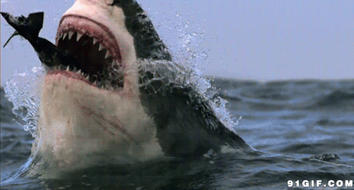 恐怖大鲨鱼gif图片