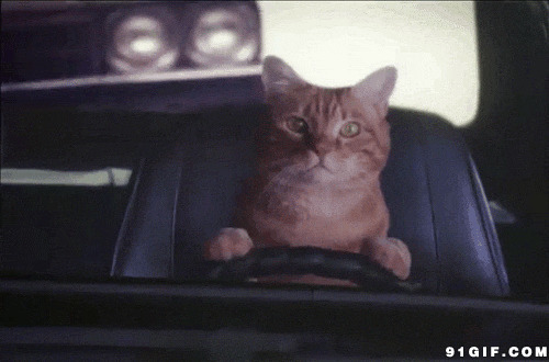 猫咪认真开车搞笑图片