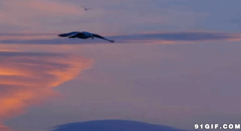 海鸥天空展翅飞闪图
