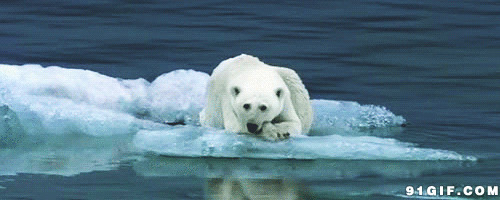 寒冰上的北极熊闪图