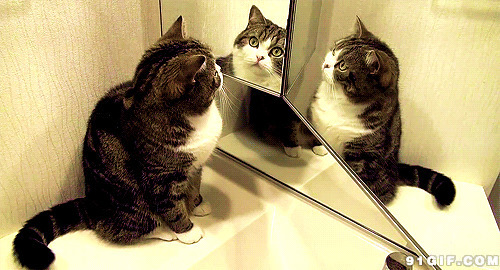 猫咪照镜子gif图片