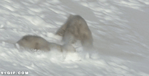 北极幼熊玩耍动态图