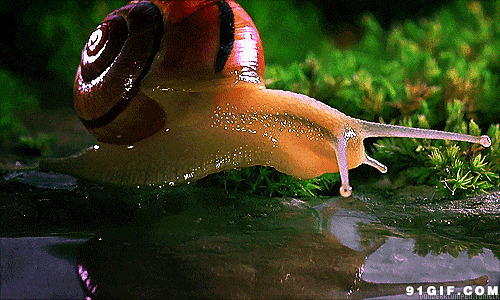 蜗牛吸水高清gif图片