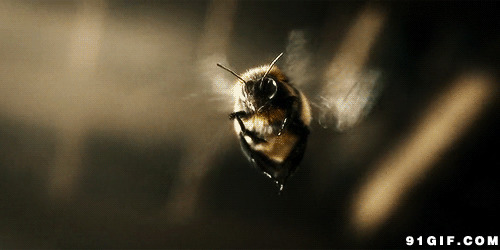 蜜蜂飞行动态图片