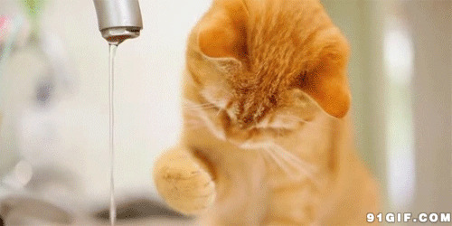 小猫咪玩水gif图片