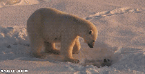 北极熊母子玩耍动态图