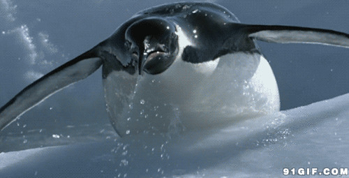 企鹅跳出水面动态图